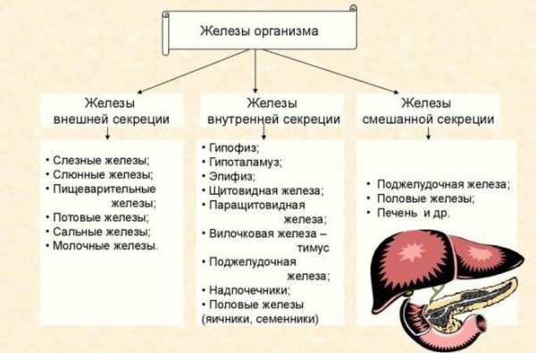 Реферат: Эпифиз и его гормональные функции